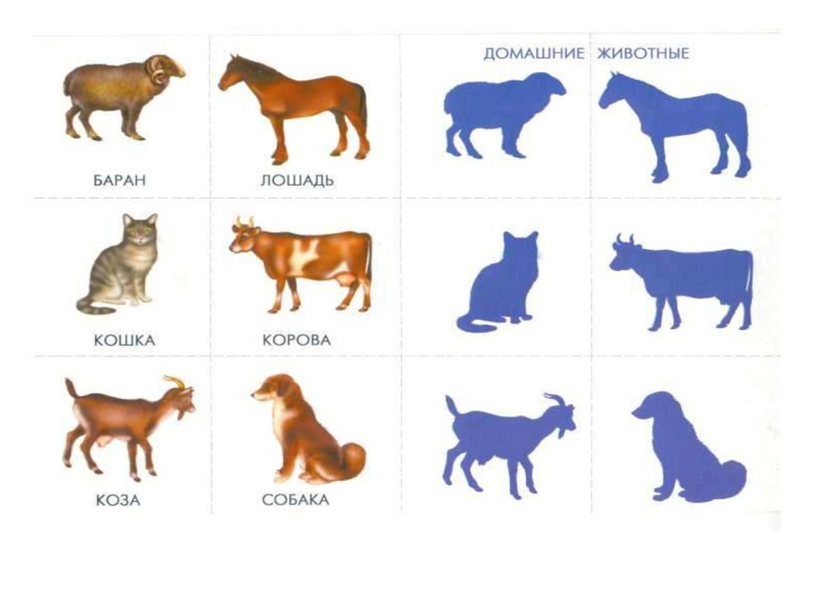 Чья тень домашние животные