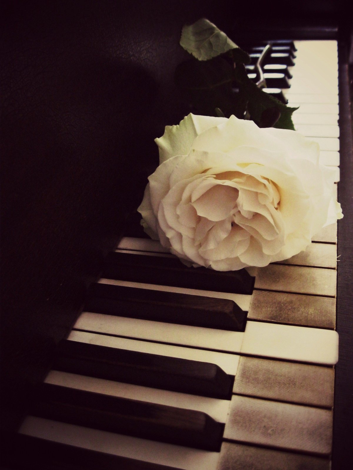 Руки пианиста картина