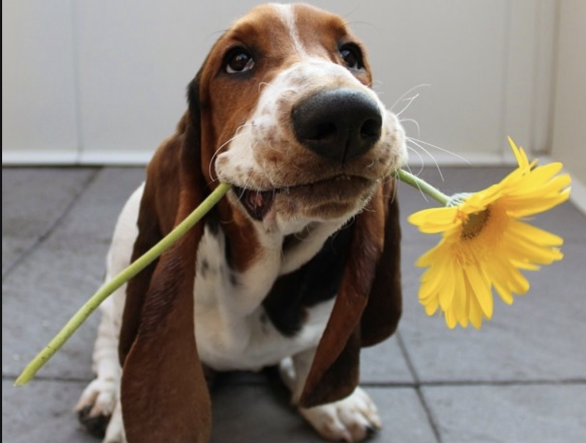 Позитивные фото для поднятия настроения с добрым утром