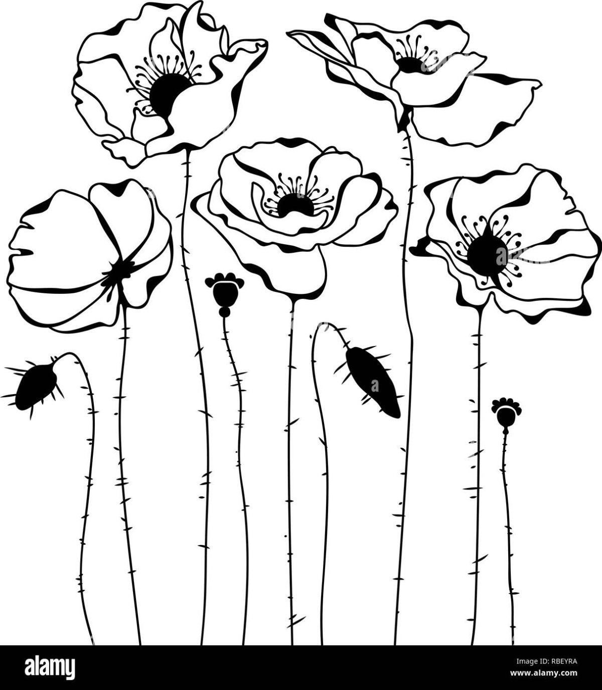 Маки черно белые