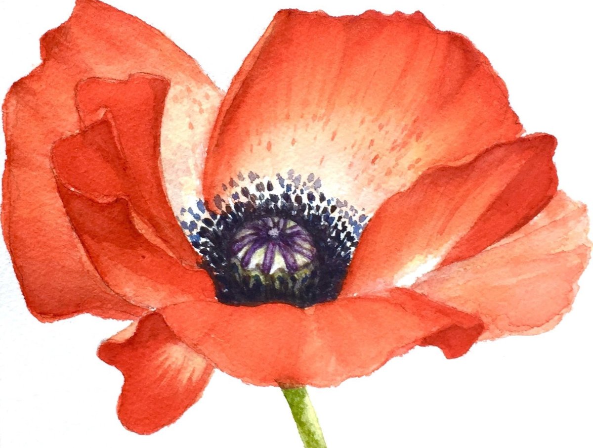 Мак Нарисовая