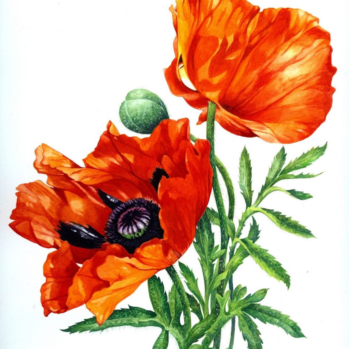 Рисунки маков