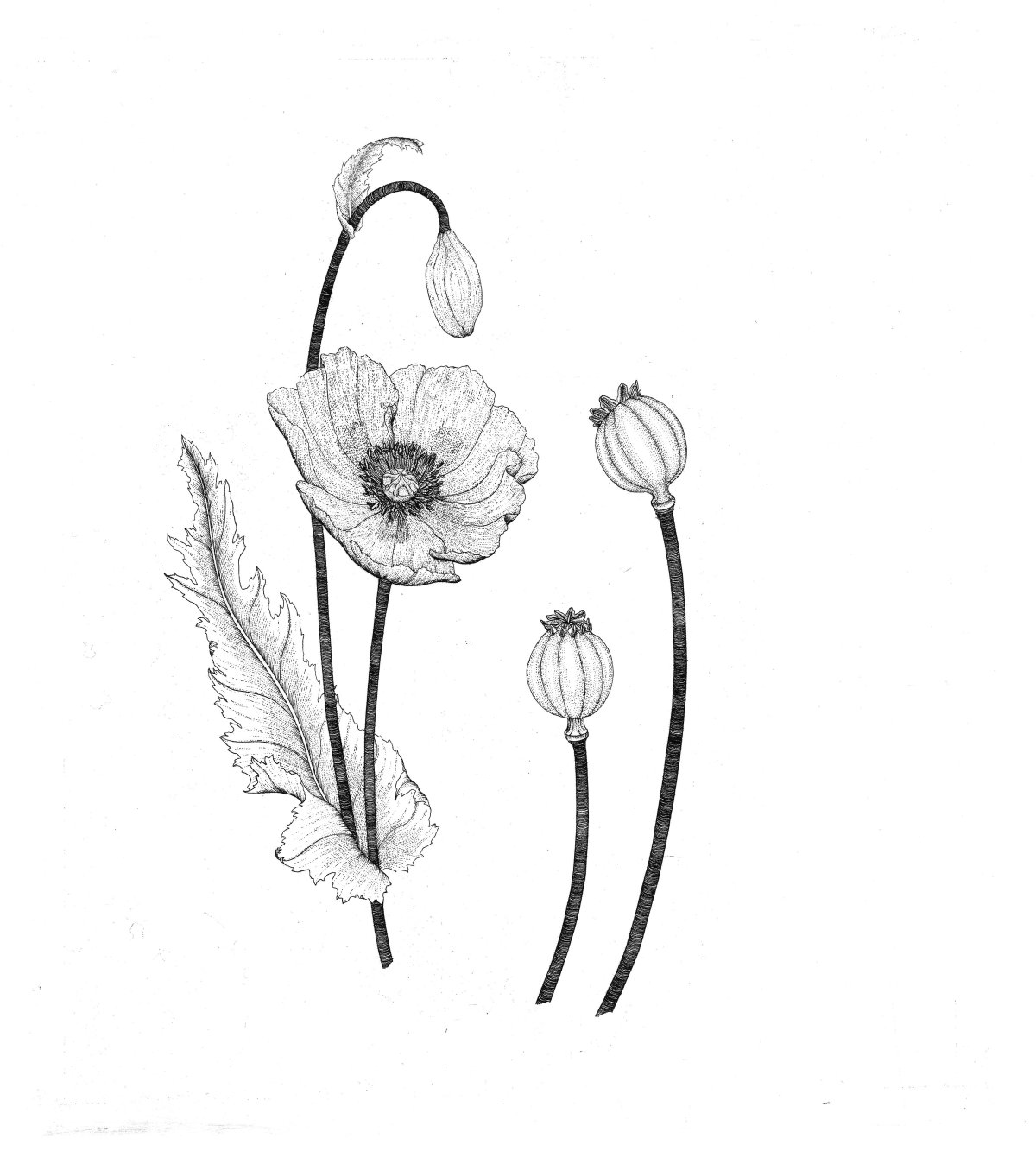 Мак рисунок