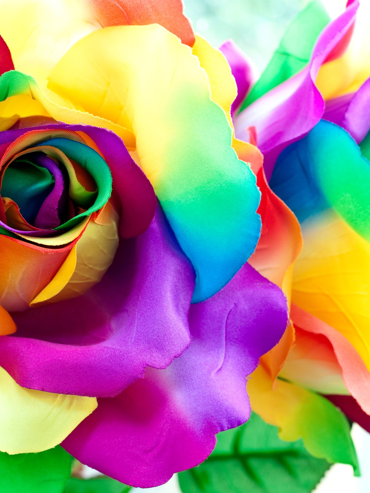 Радужные цветы