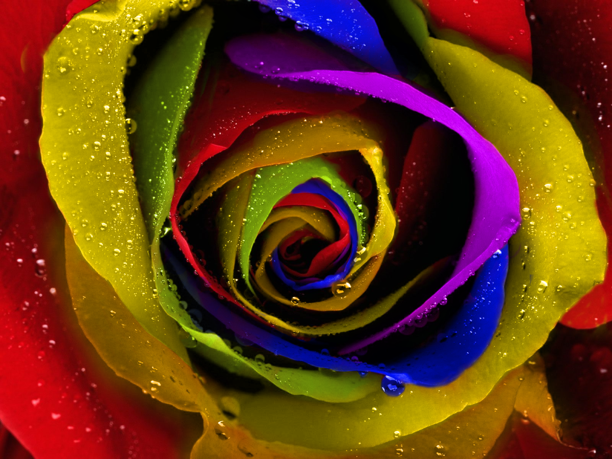 Роза Рейнбоу