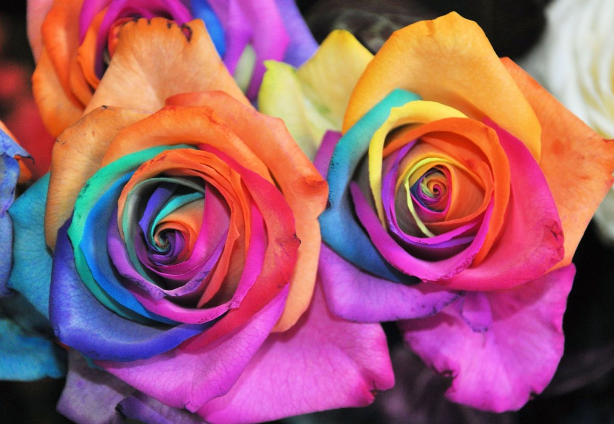 Радужная роза селекция