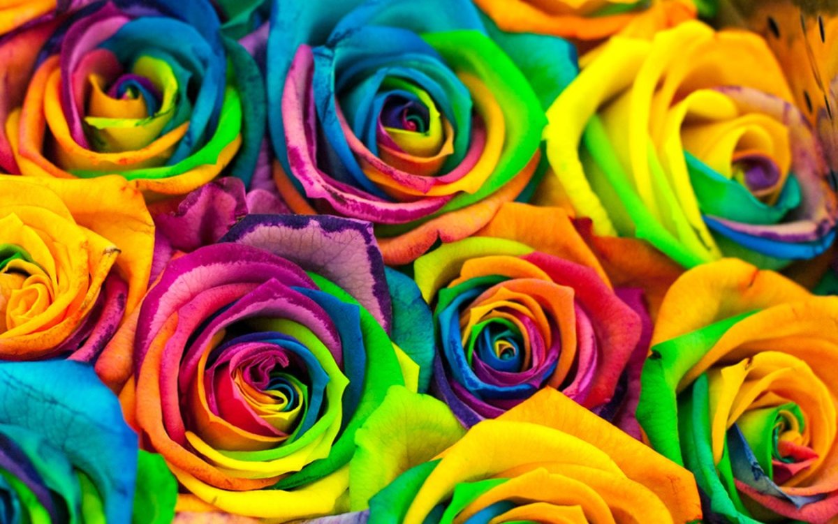 Цветные розы