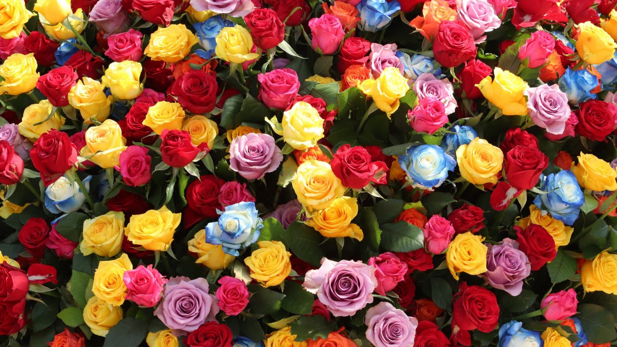 Разноцветные розы