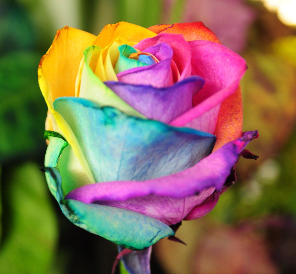 Роза Рейнбоу