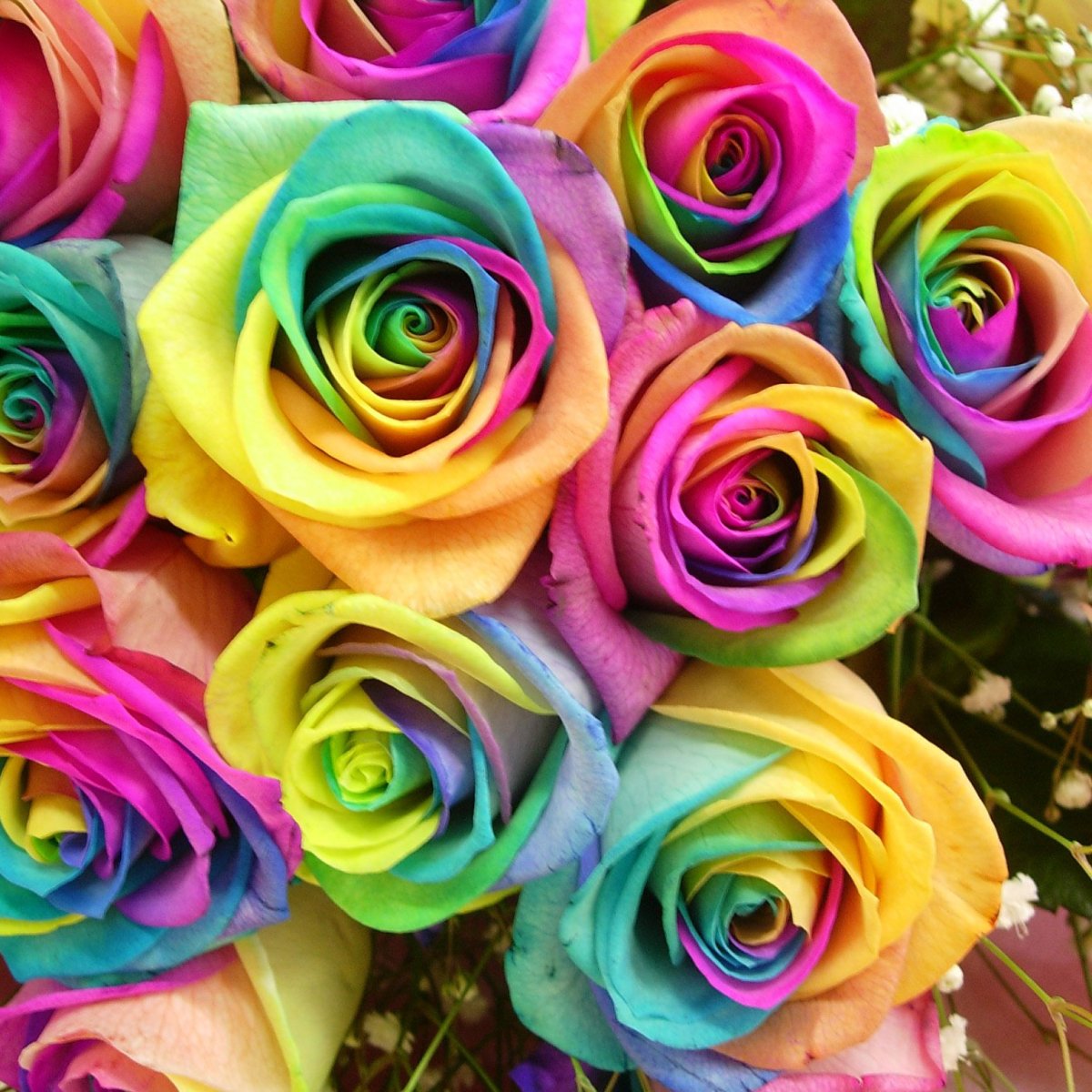 Радужные розы
