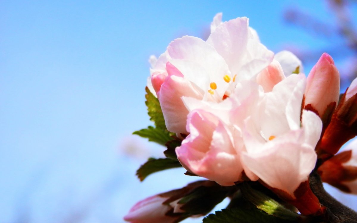 Обои на рабочий стол 1280х1024 Весна