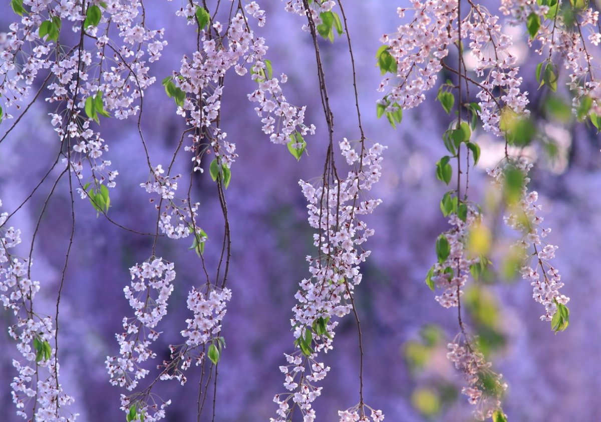 Весенние цветы