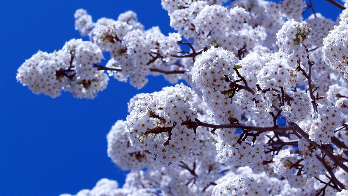 Обои для рабочего стола Весна красивые