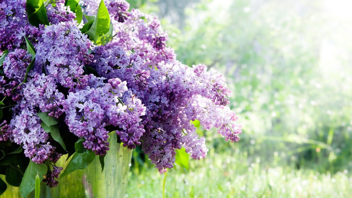 Сирень Вильгельм Пфитцер