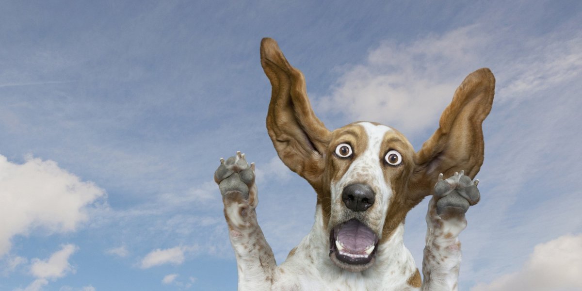 Удивление животного