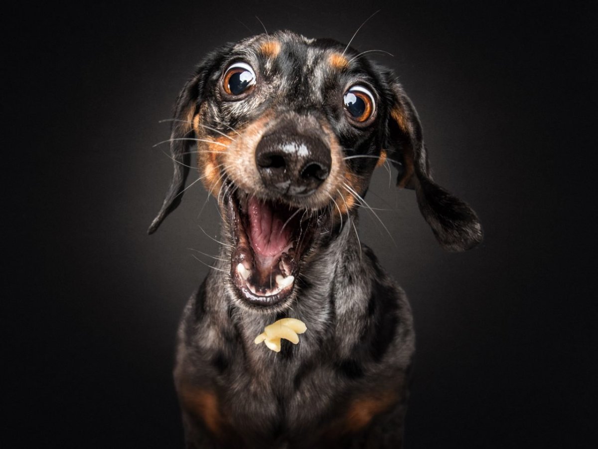 Удивленная собака