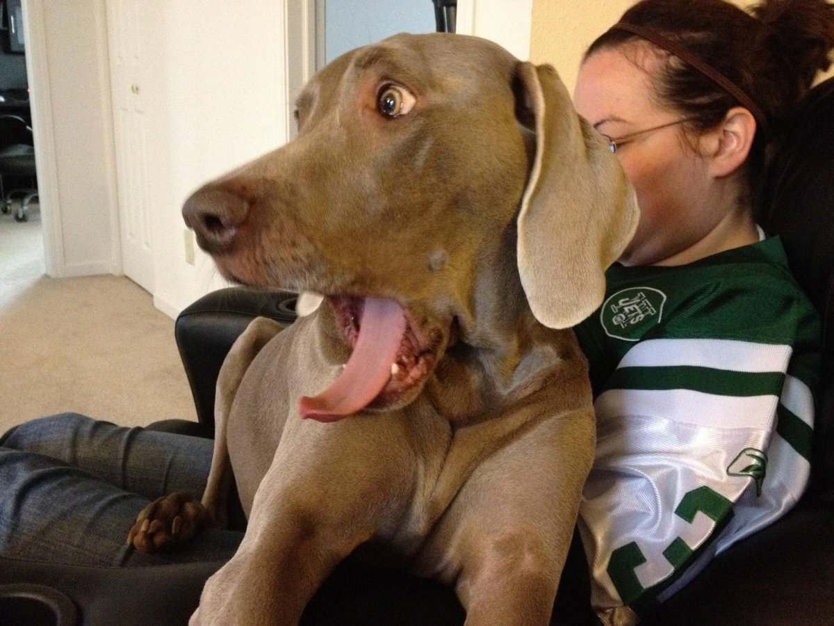 Смешные собаки