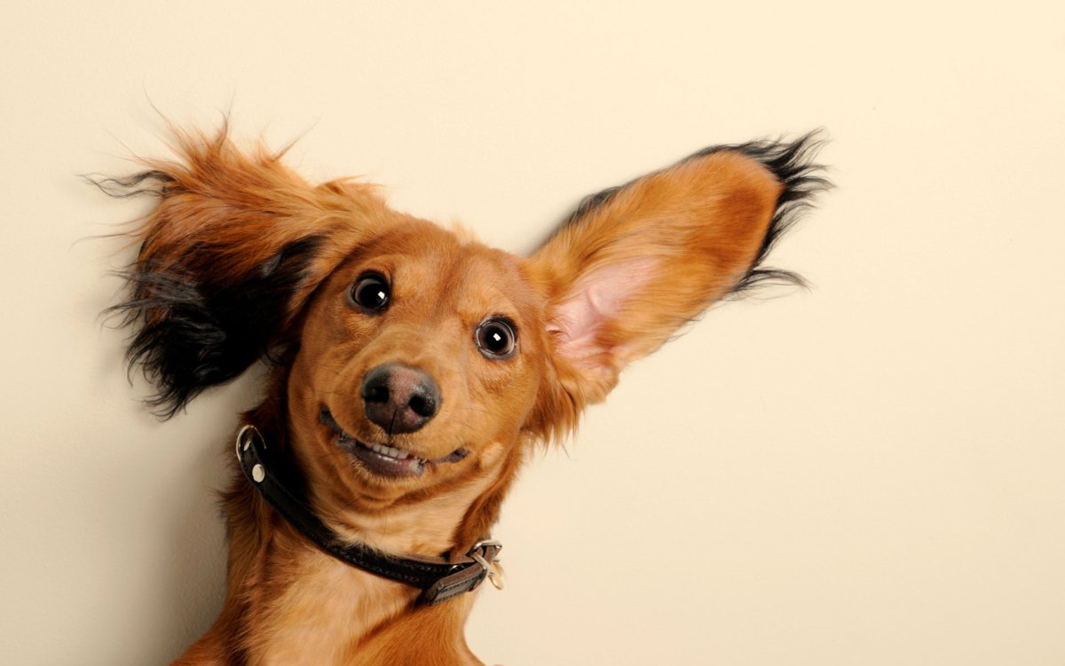 Хаски хуяски