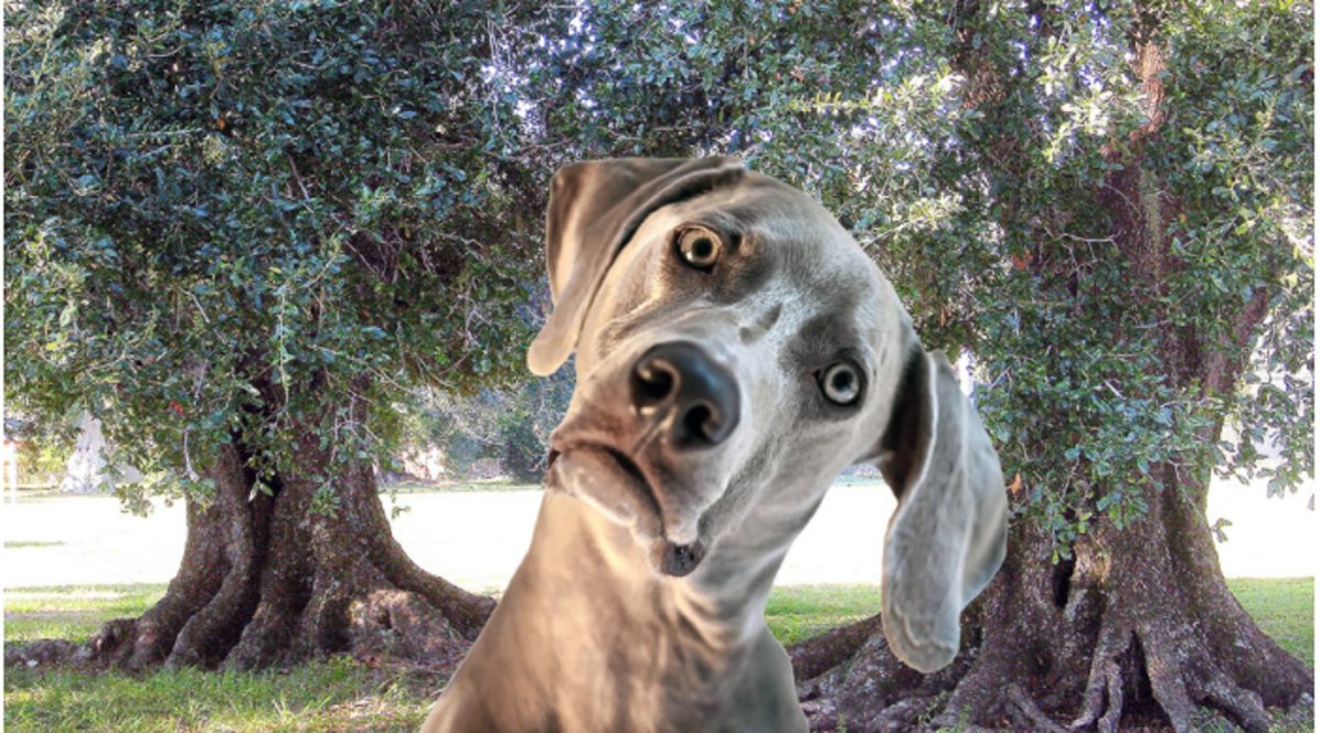 Смешные морды собак