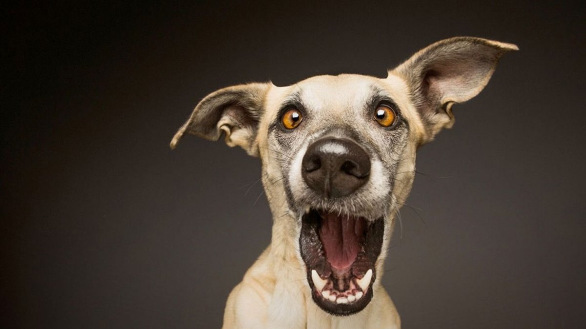 Смешные песики