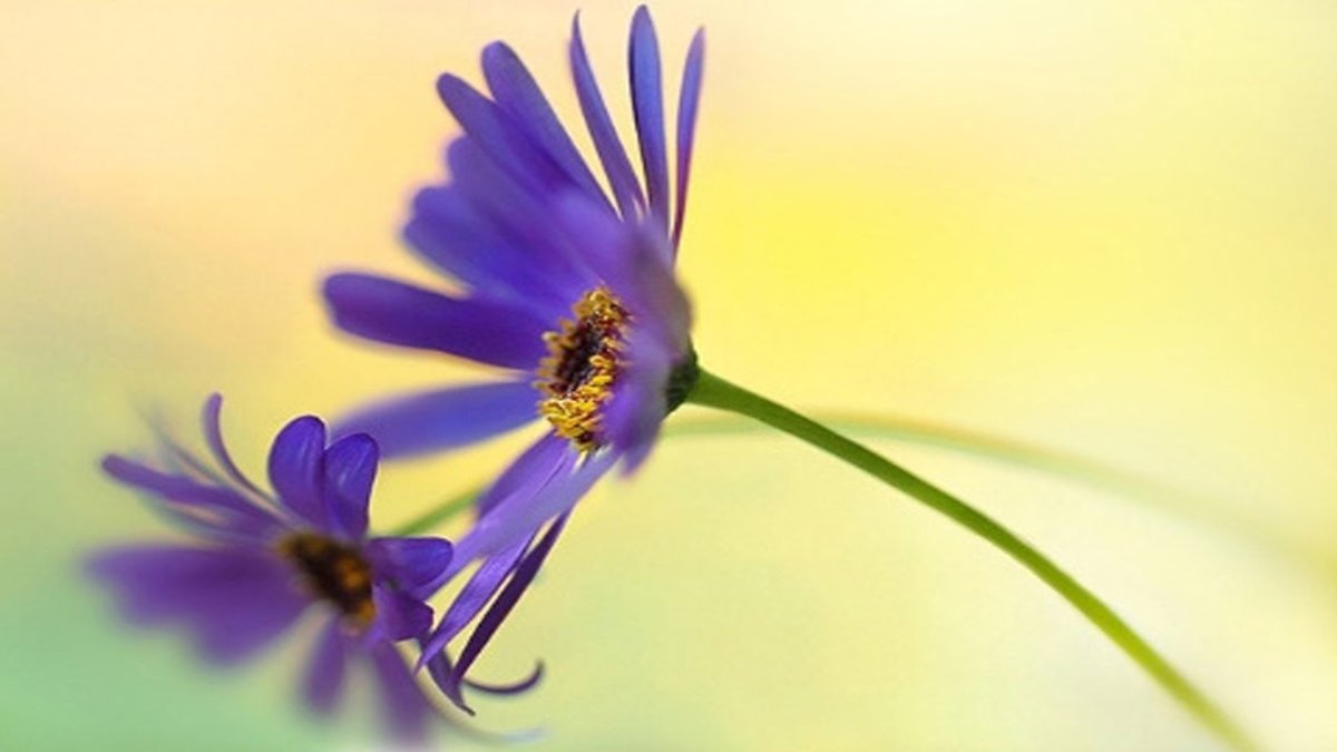 Чудесно надпись