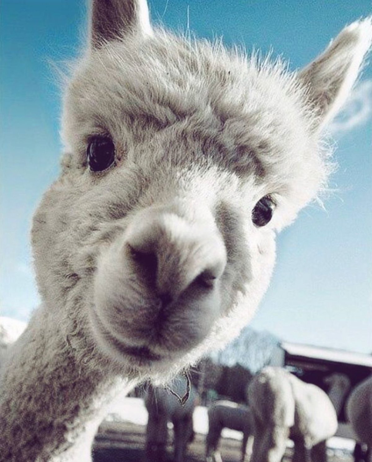 Собака улыбака