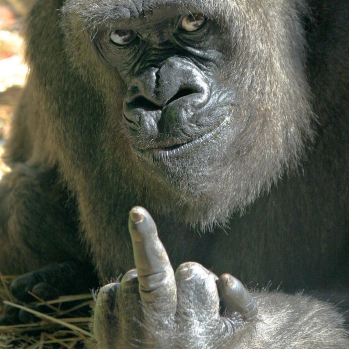 Овчарка улыбается