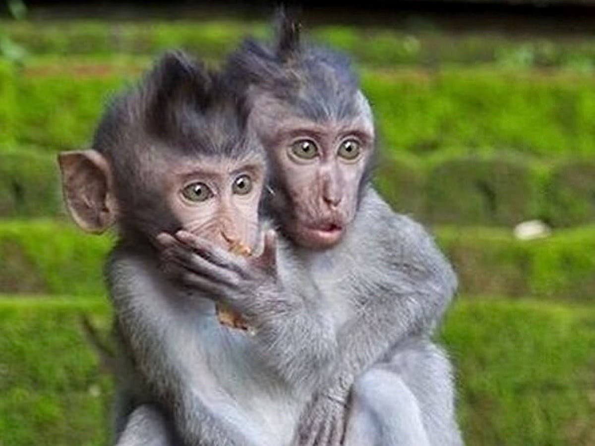 Приколы ржач