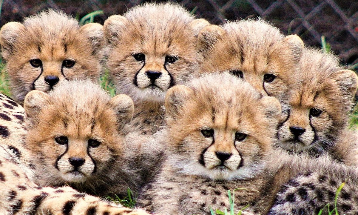 Смешные животные