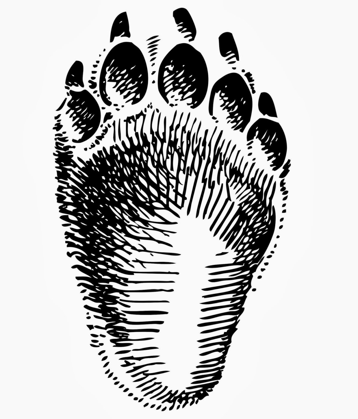 След задней лапы медведя