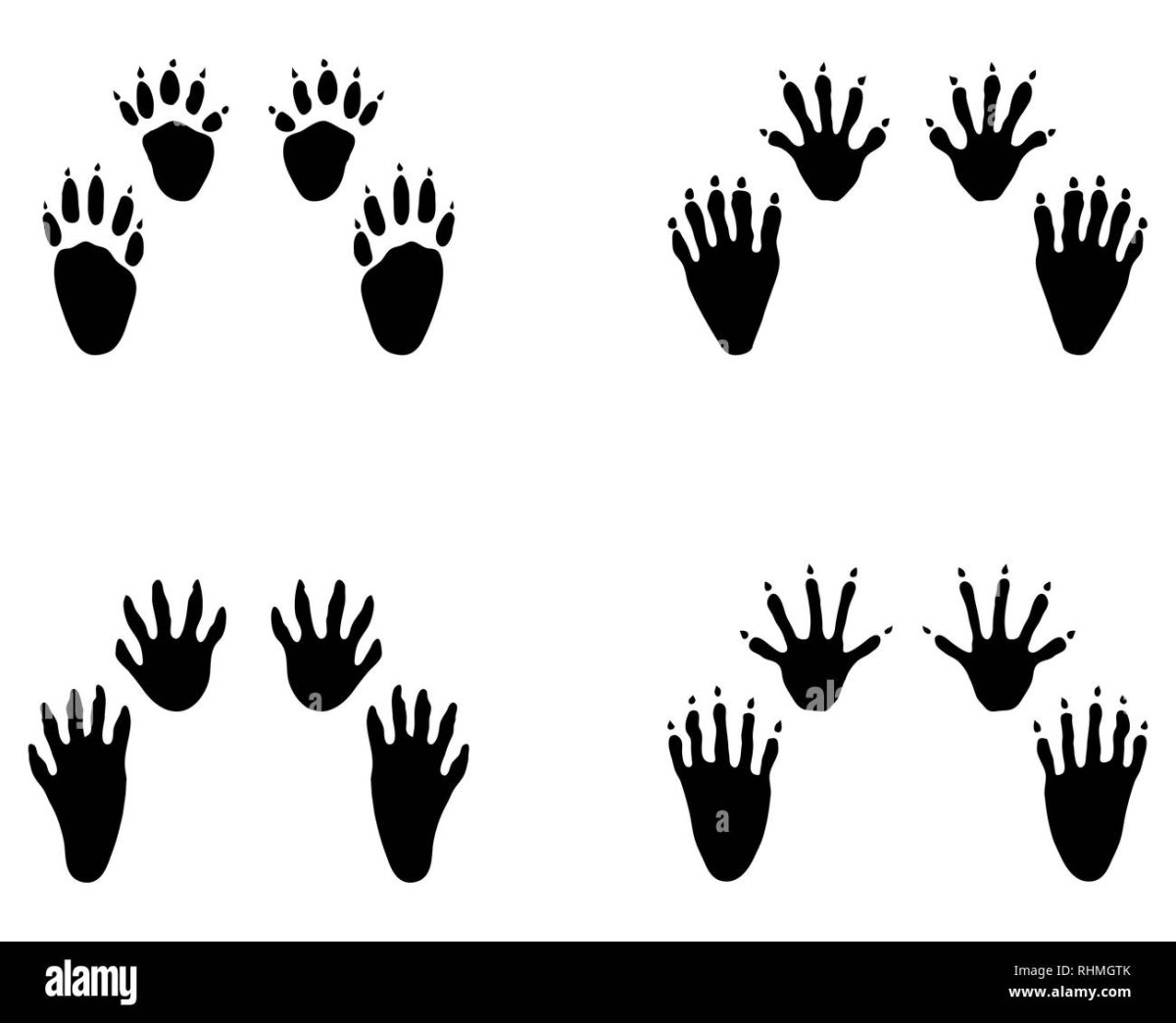 Следы енота