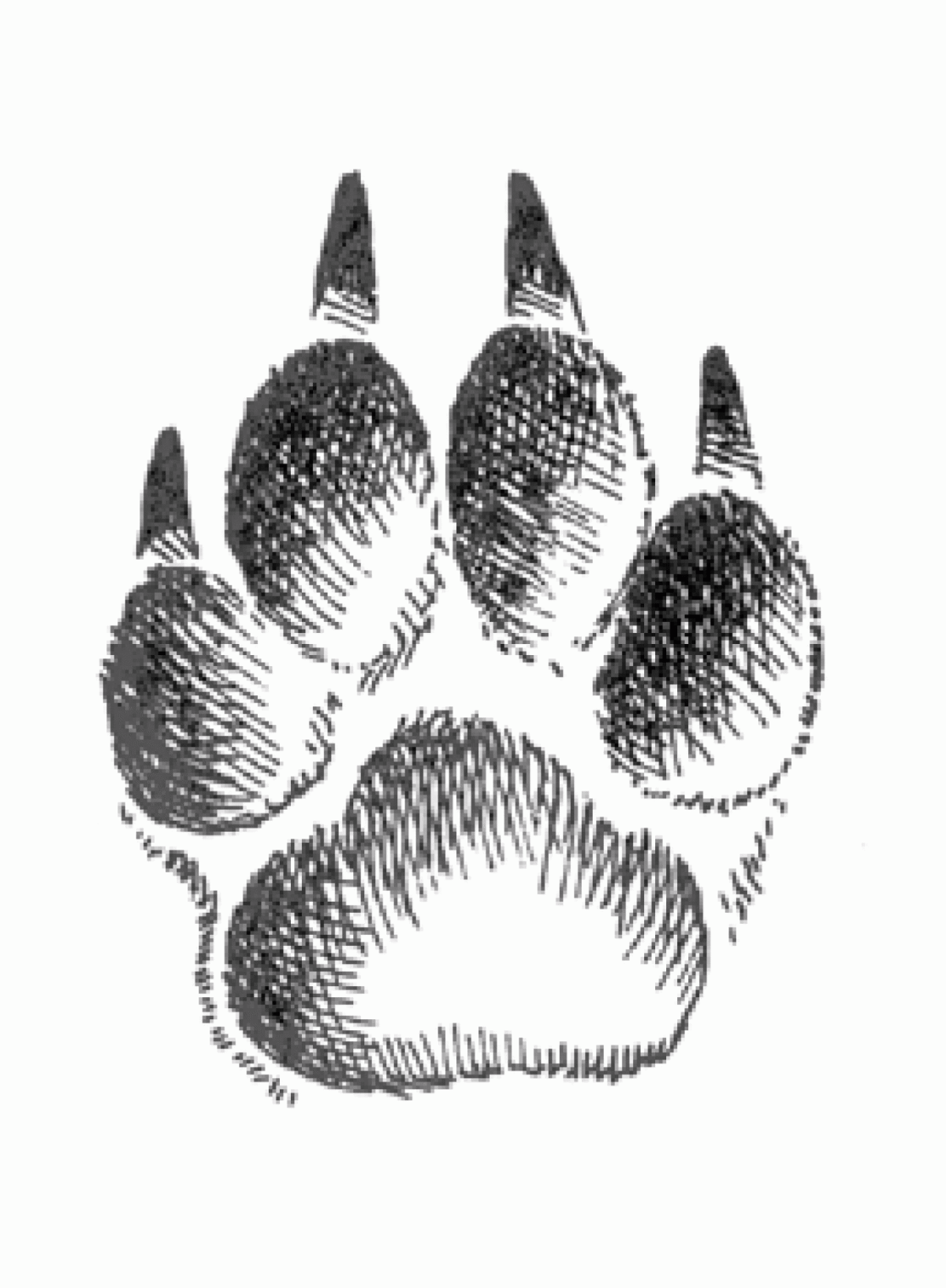 Цепочка собачьих следов