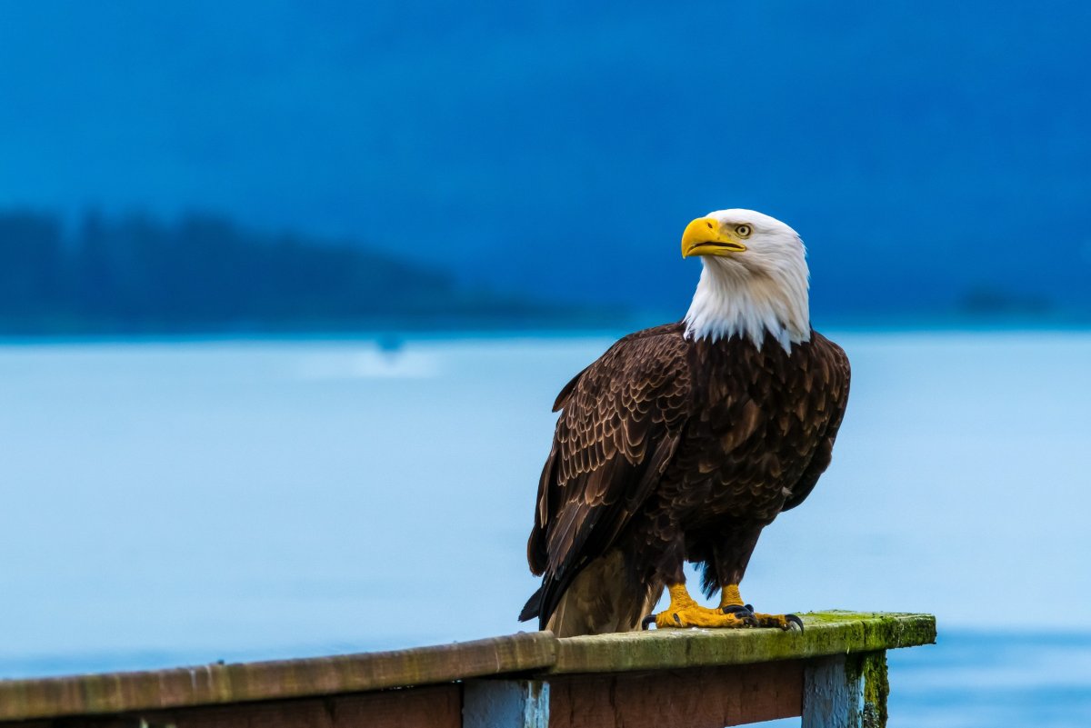 Белый Орлан птица