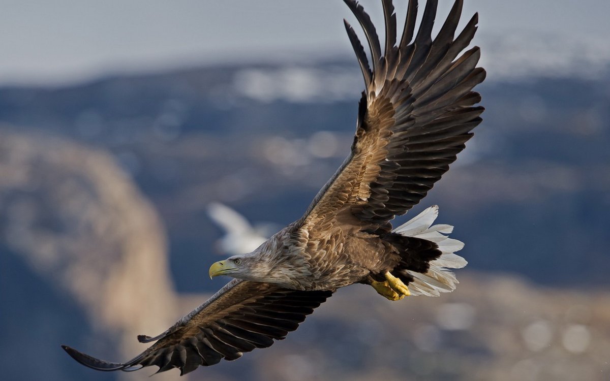 Орлан-белохвост белоголовый