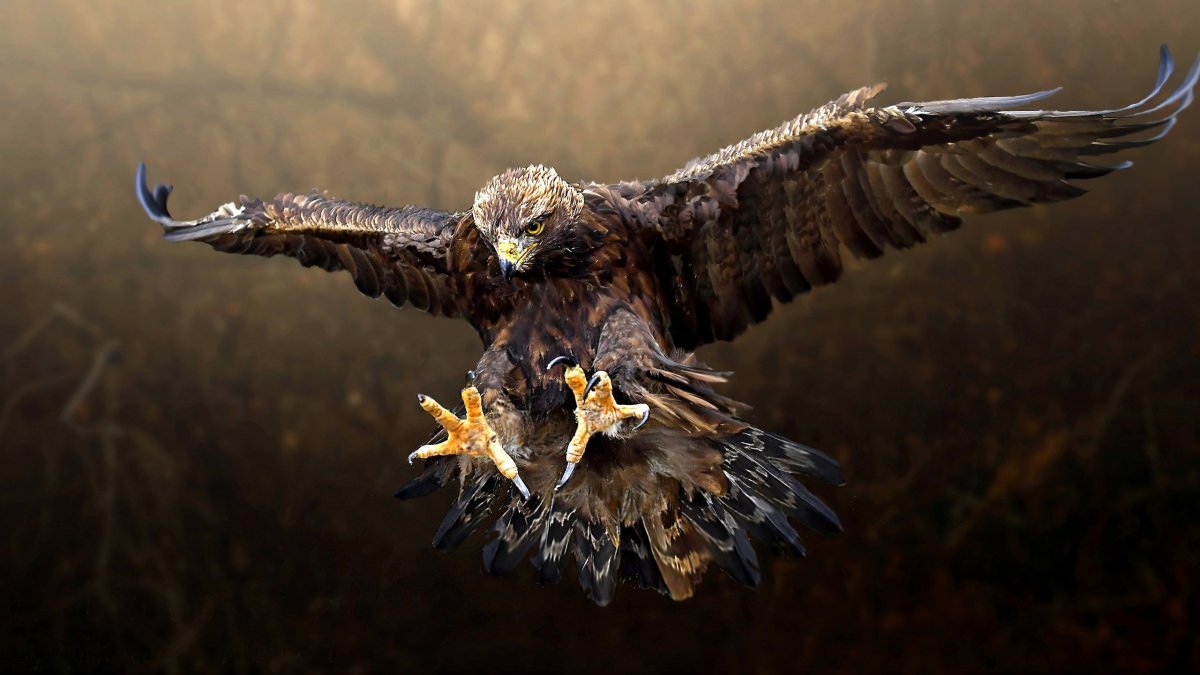 Беркут золотой Орел