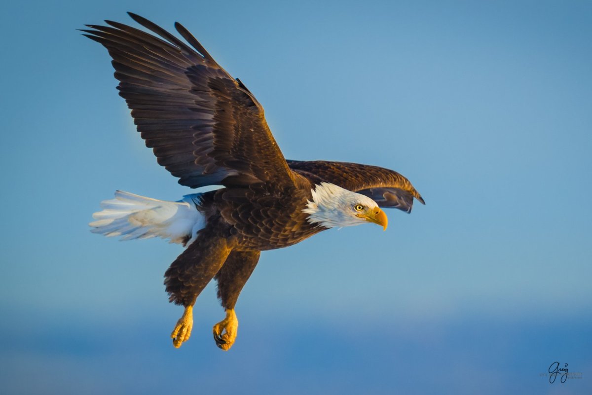 Белоголовый Орлан Северной Америки