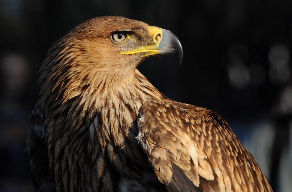 Орел могильник и Беркут