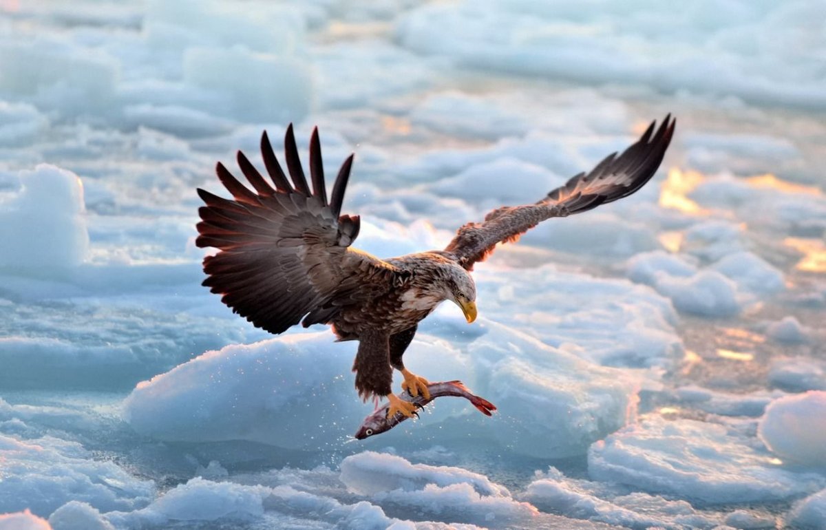 Русский Орел в полете
