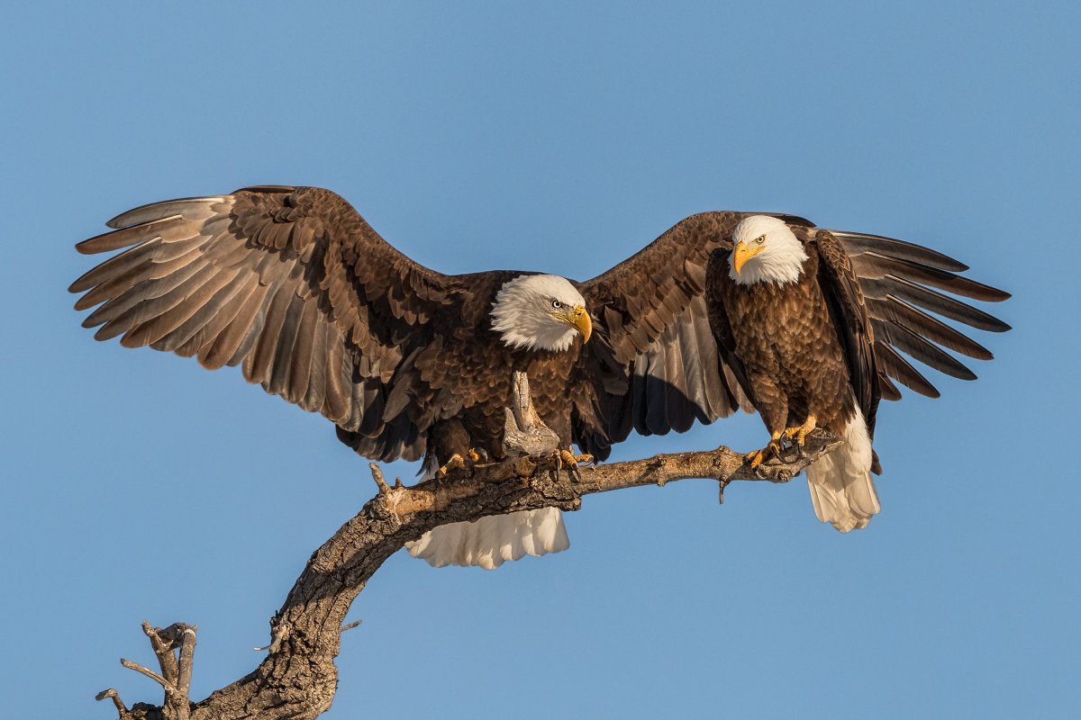 Природа птицы горы