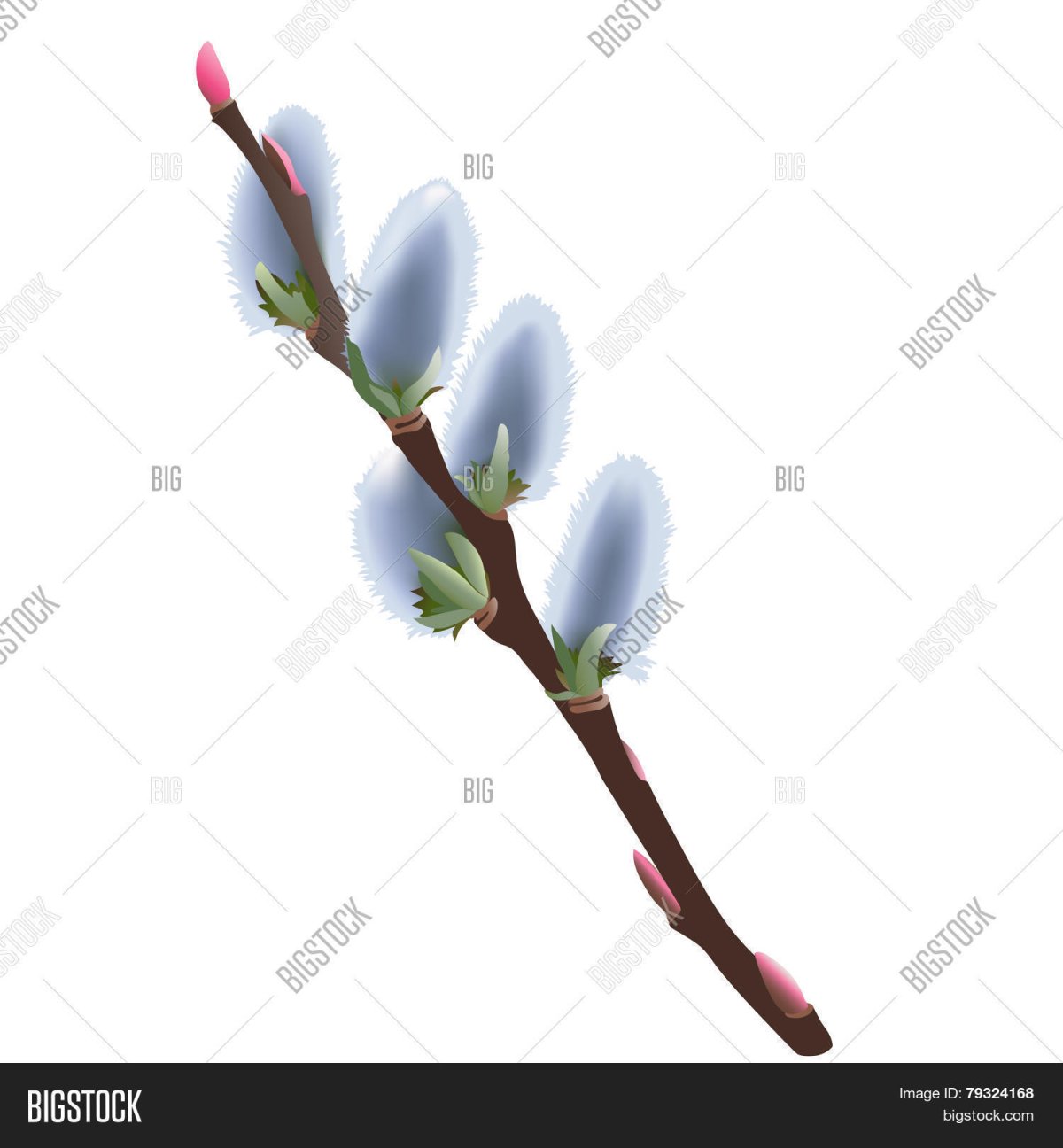 Ветка вербы с почками