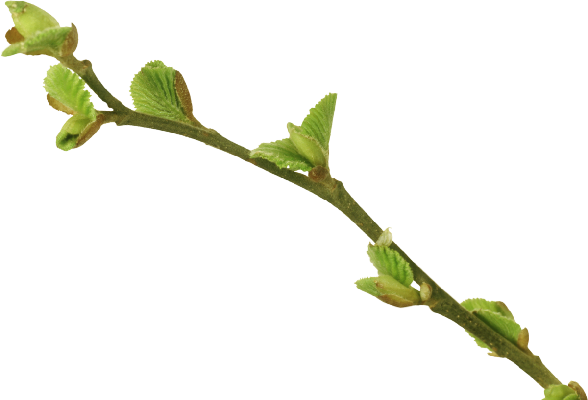 Ветка с почками и листьями