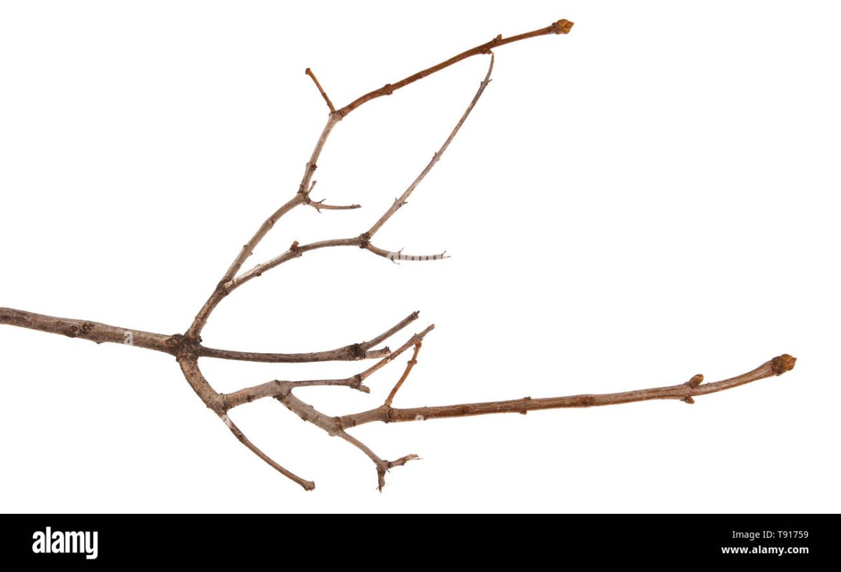 Верба вектор