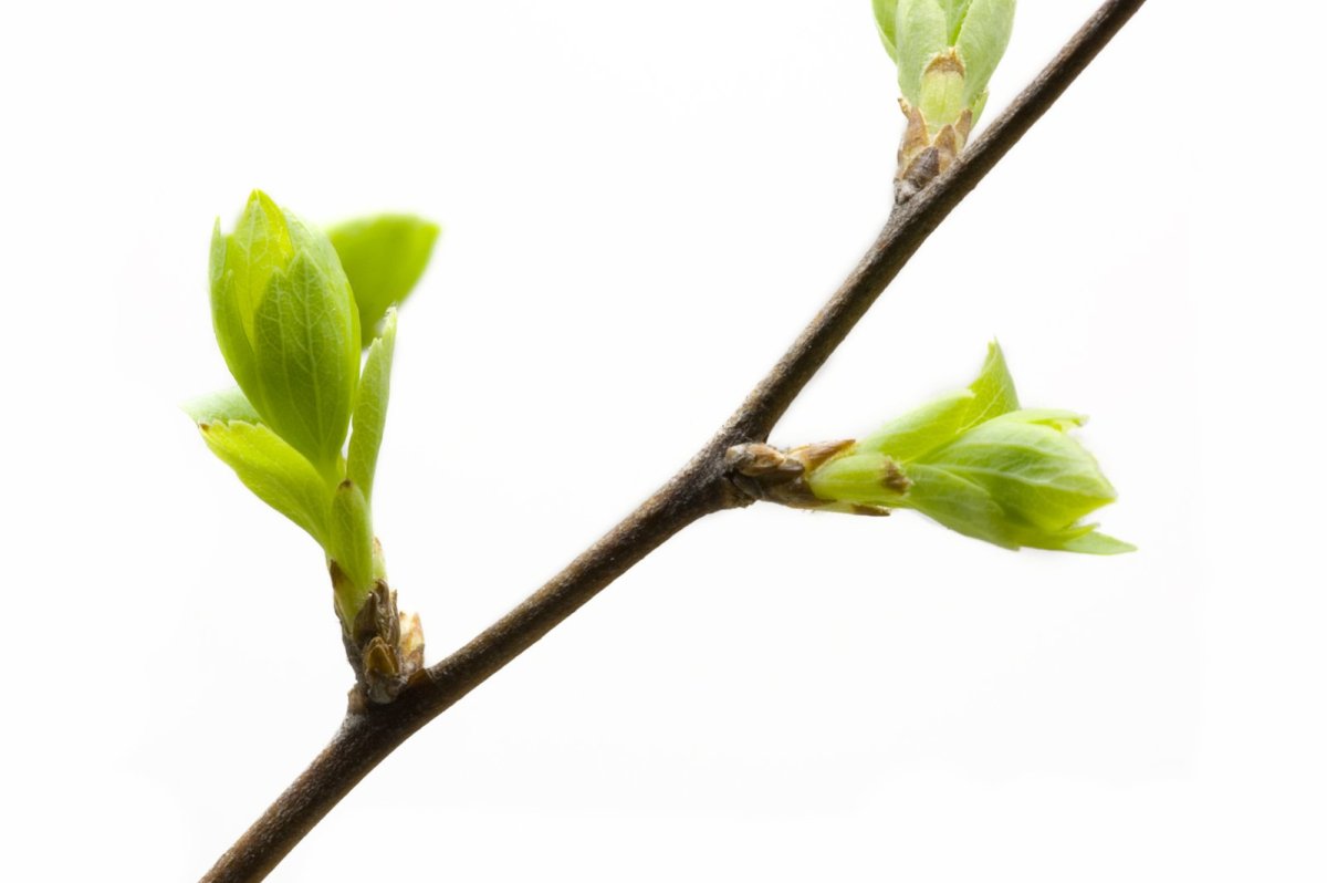 Ветка березы с почками