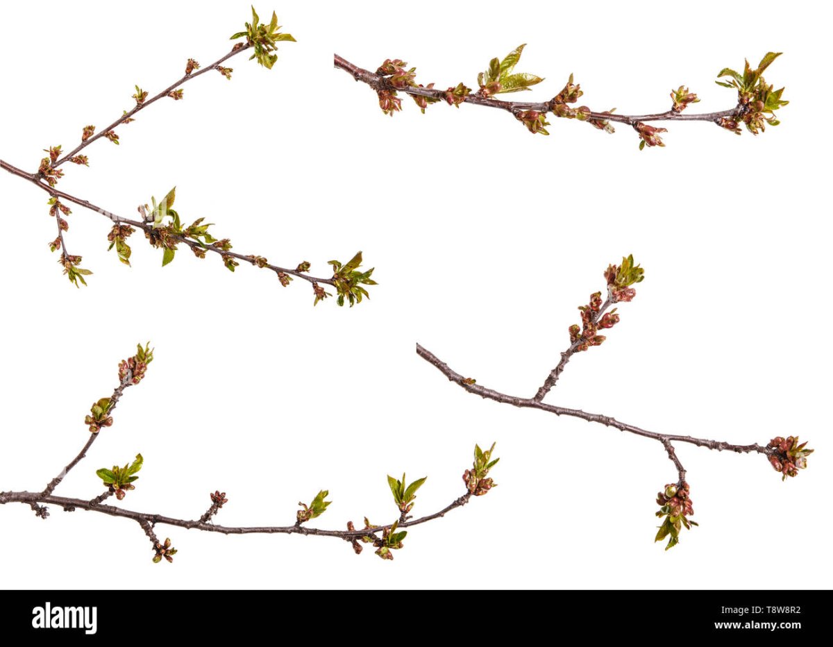 Почки на деревьях вектор