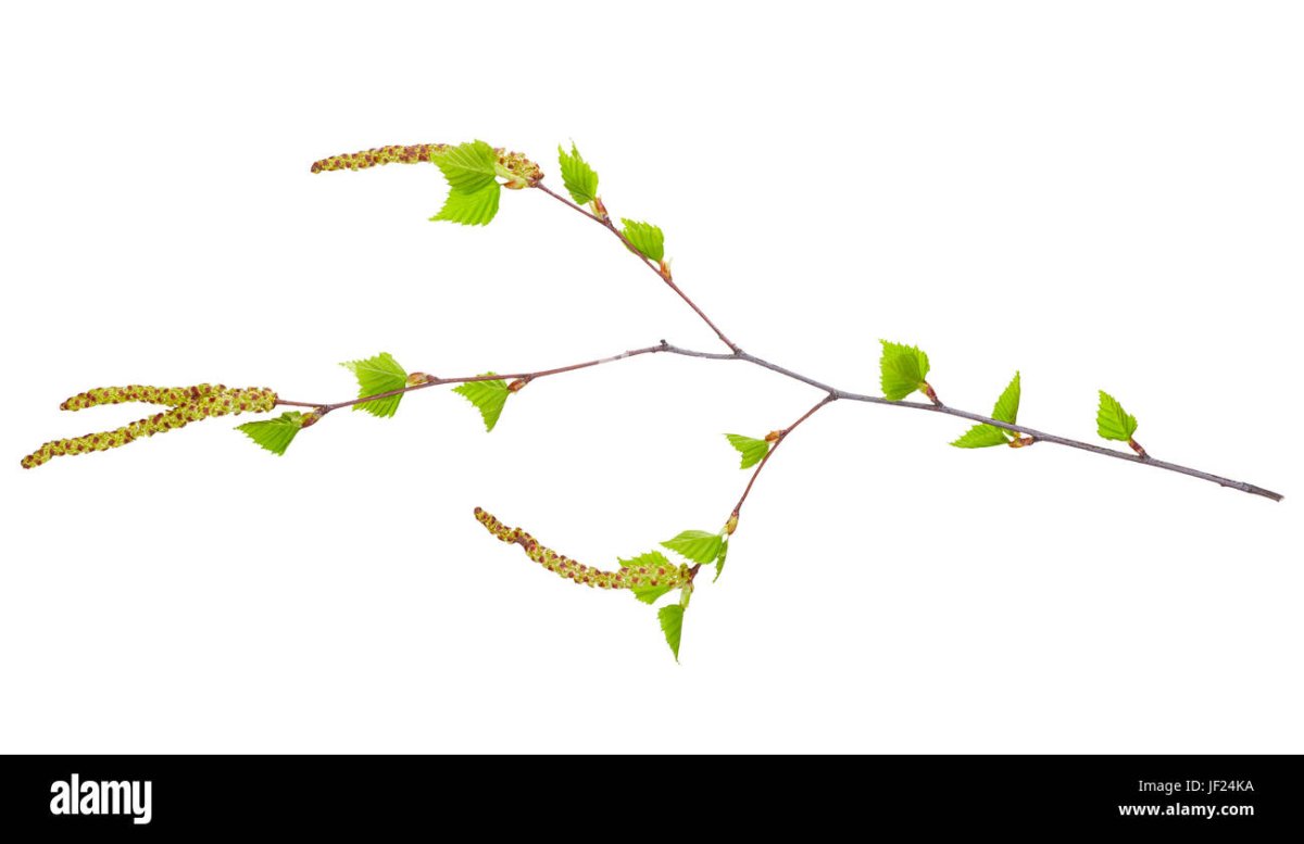 Ветка с почками