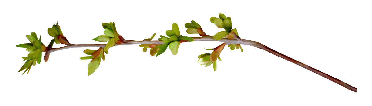 Голубь с веточкой вербы