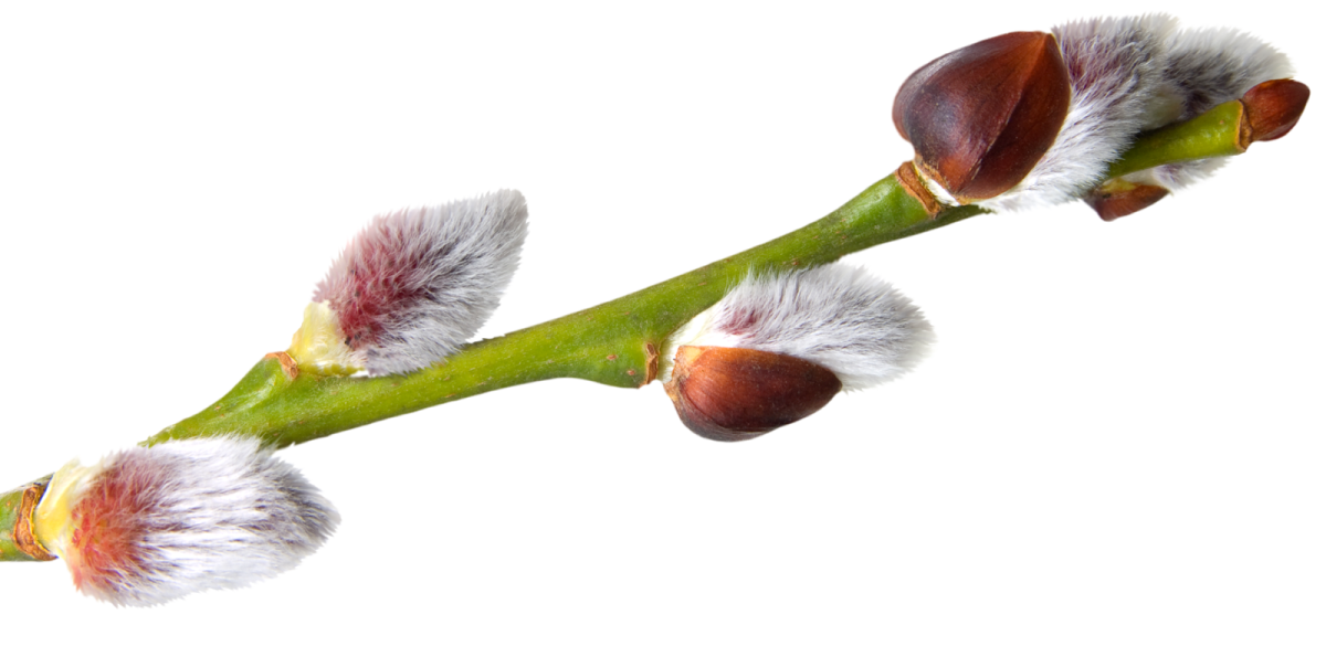 Весенняя листва