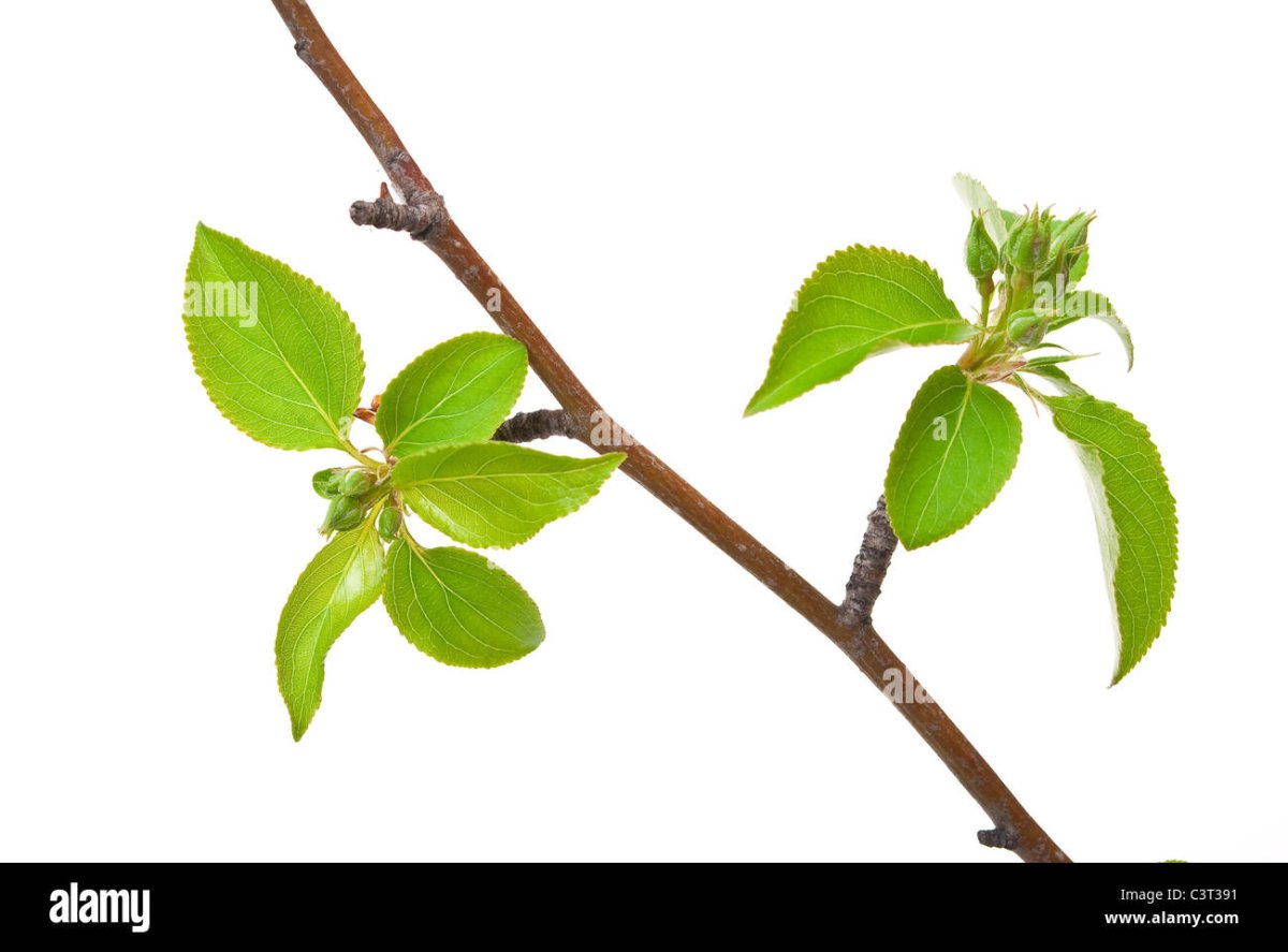 Ветка с почками и листочками