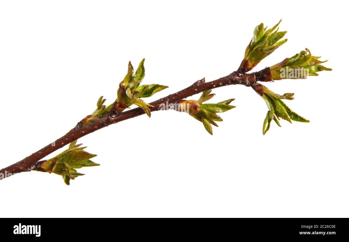 Ветки мультяшные