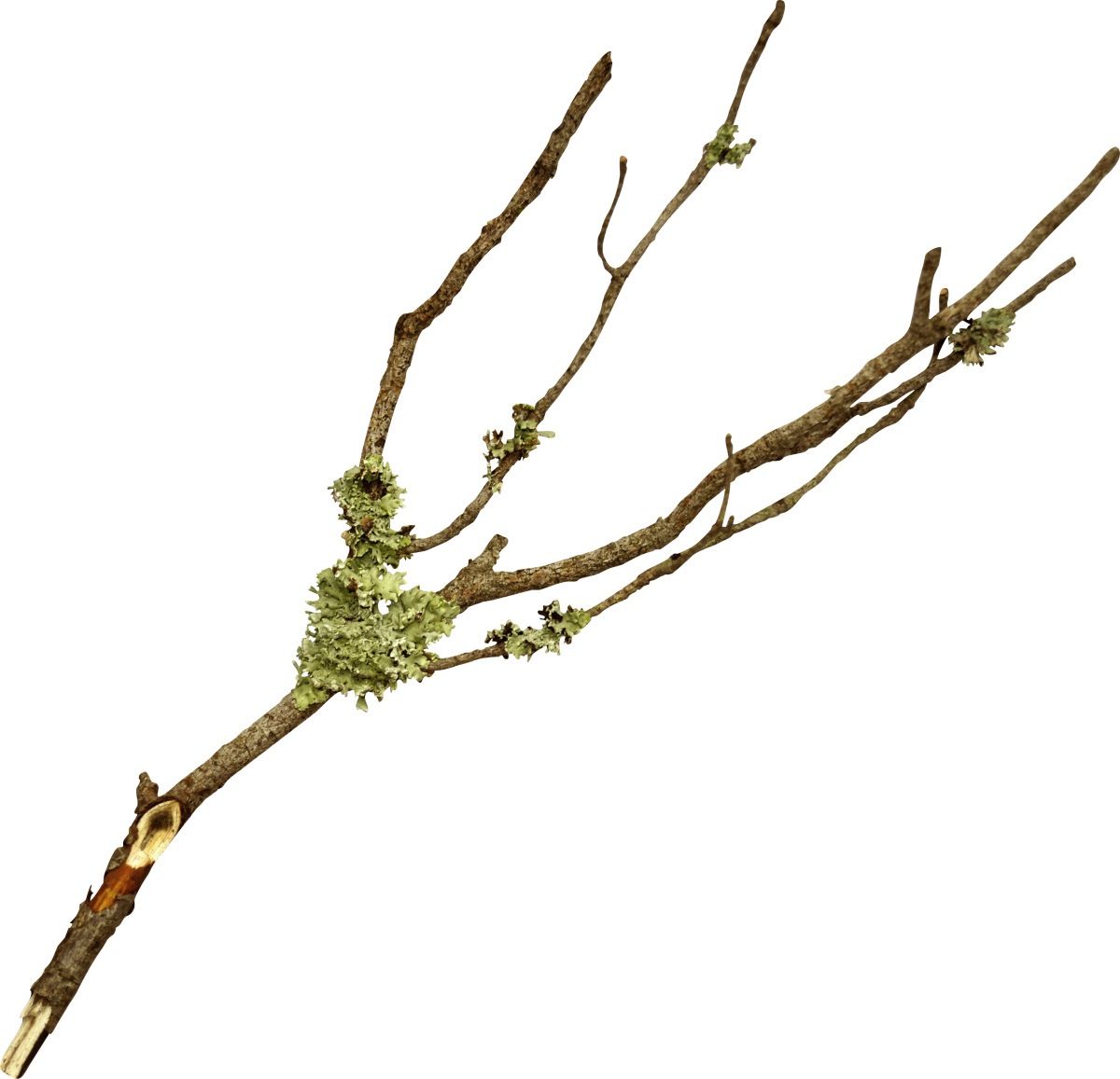 Ветка с почками